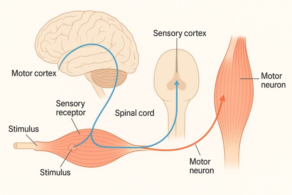 “Infographic of the reaction-time cycle showing sensory input, cortical processing in the brain, and motor output leading to a button press.”
