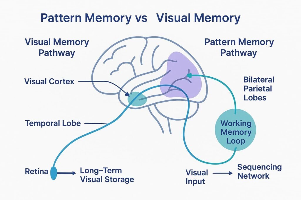Minimal neuroscience illustration comparing pattern memory vs visual memory with visual cortex and parietal lobe regions labeled.