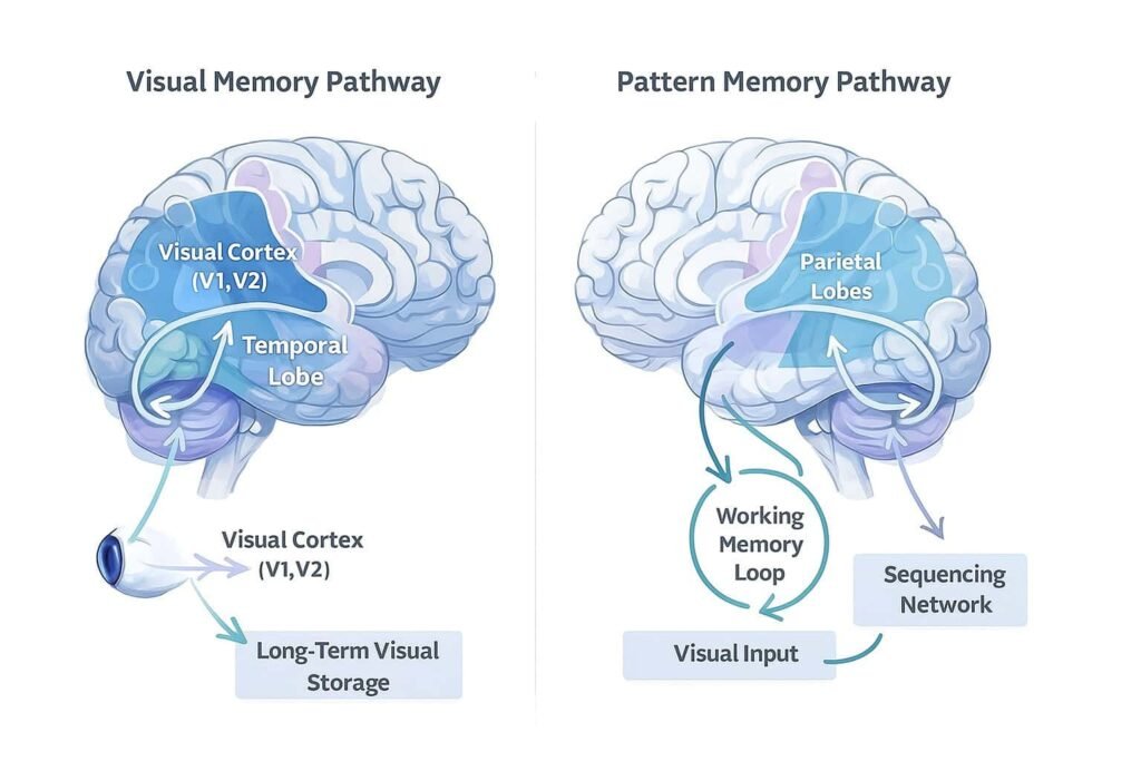 Minimal neuroscience illustration comparing pattern memory vs visual memory with visual cortex and parietal lobe regions labeled.