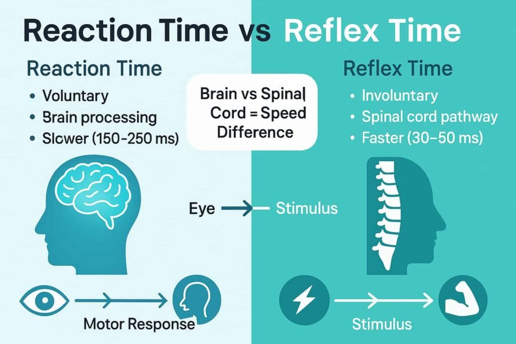 Reaction time vs reflex time infographic showing brain processing pathway versus spinal reflex arc.