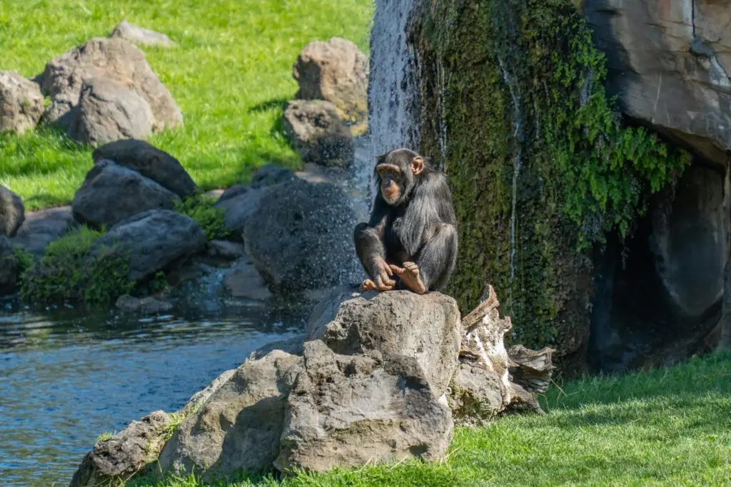 A chimpanzee sitting by a rock waterfall at a zoo in Valencia, Spain.
