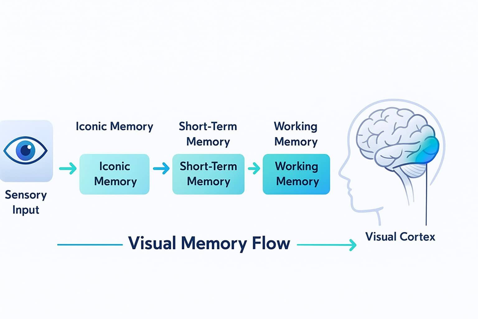 Information Processing Flow Diagram