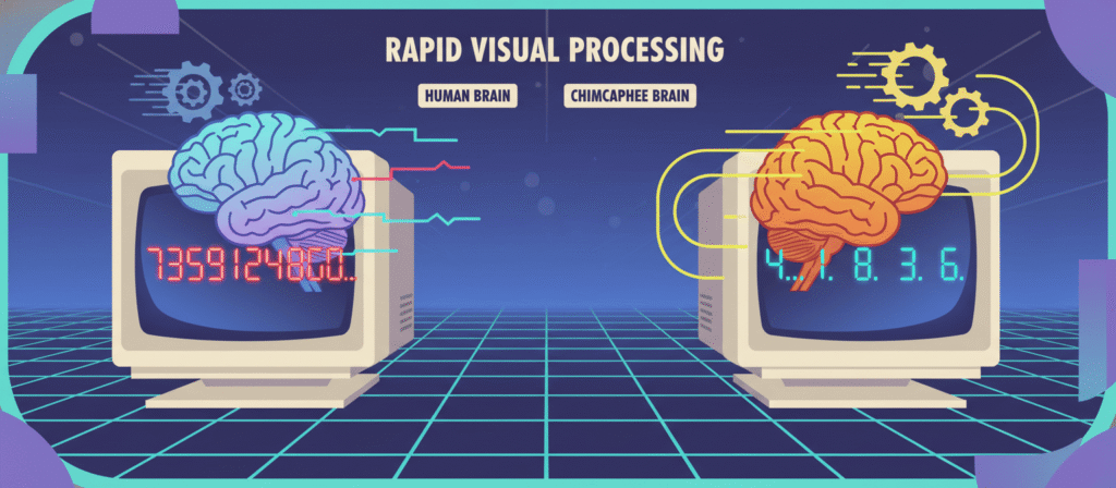 Conceptual comparison of human and chimpanzee visual memory, showing differences in rapid number sequence recall in a cognitive test.