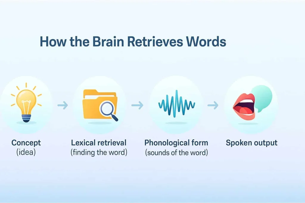 Flowchart showing the cognitive process of word retrieval: Starting with Concept (idea), moving to Lexical retrieval (finding the word), then Phonological form (sounds of the word), and ending with Spoken output.